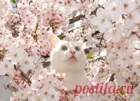 Цветение:)