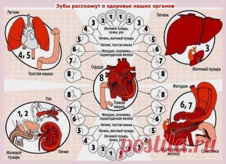 Каждому зубу- свой орган