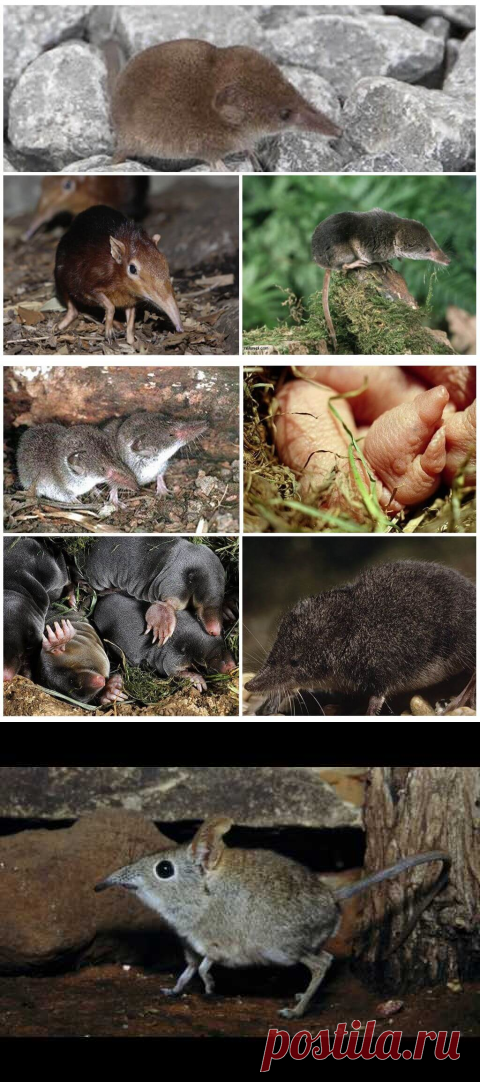 Мышь с длинным носом - фото и описание