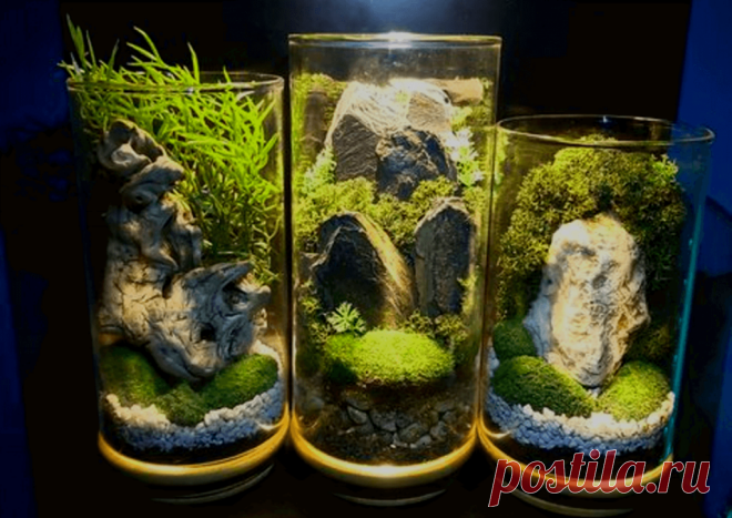 Флорариумы: виды, описание, идеи оформления ~ Planetalsad