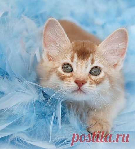 кошки