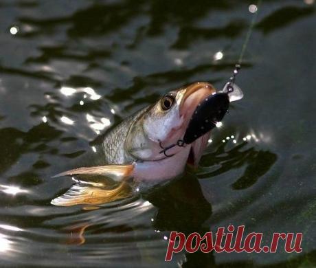 Особенности ловли жереха / Богатая добыча