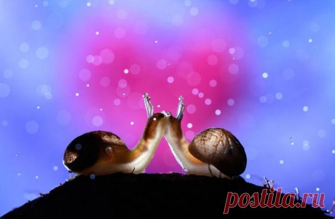 Волшебные фотографии из мира живой природы без фотошопа