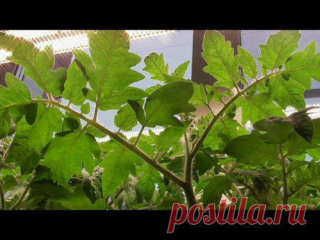 Как я делаю здоровую толстую рассаду томатов для раннего урожая. Ольга Чернова.