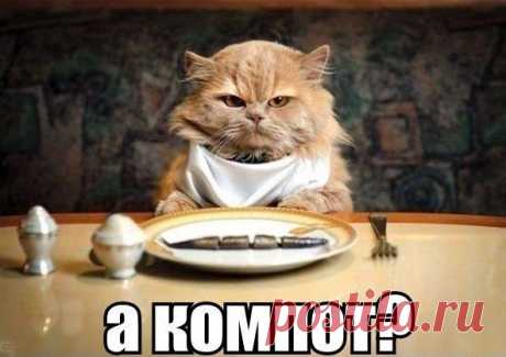 Кот и Пёс