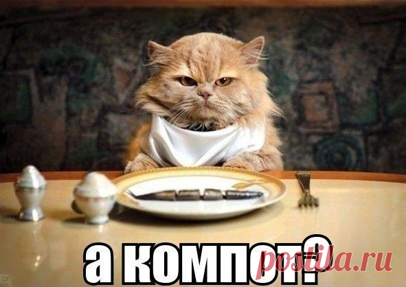 Кот и Пёс