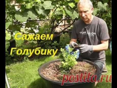 Сажаем голубику в ёмкость, видео от 02.08.2020 Германия, в прошлом году я посадил четыре кустика в 60 литровые ёмкости. Они очень хорошо за год выросли и в этом году сильные побеги на них. Теперь ещё три кустика купил и посадил тоже в ёмкости. Теперь уже в 90 литровые. В видео подробно показано как готовится грунт под посадку и сама...