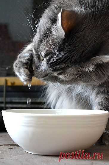Thirsty by jeninCO · 365 Project