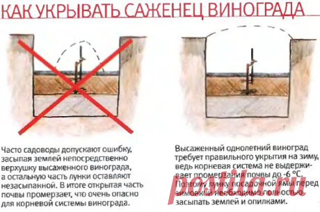 КАК ПРАВИЛЬНО УКРЫВАТЬ ВИНОГРАД НА ЗИМУ
Сохраните, чтобы не потерять!

Виноград выращивают многие огородники по стране. Но в большинстве регионов необходимо виноград укрывать, чтобы он не вымерз. Поэтому подробно рассмотрим когда и как правильно нужно укрывать виноград осенью.

Когда укрывать виноград.
Виноград очень хорошо растёт на юге России. В Крыму, Краснодарском крае виноград на зиму не укрывают. Однако в остальных регионах страны виноград нужно укрывать. Поскольку с...