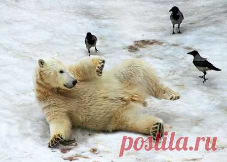 Pavel Labonskiy — альбом ZOO