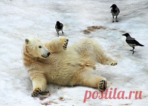 Pavel Labonskiy — альбом ZOO