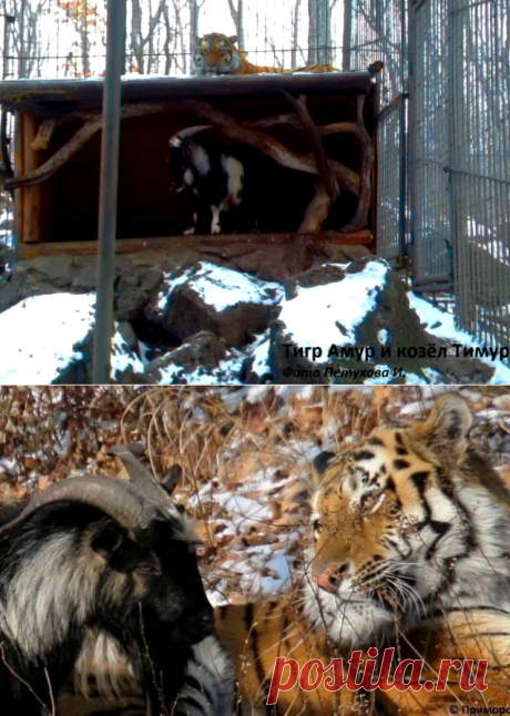 Тигр Амур и козёл Тимур | На краю земли