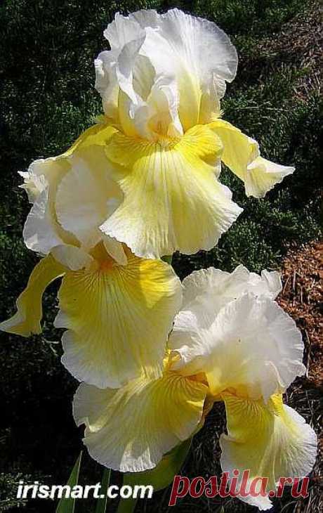 Glowing Smile Tall Bearded Iris | Iris