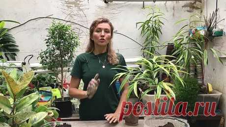Зачем пересаживать ФИКУС осенью?