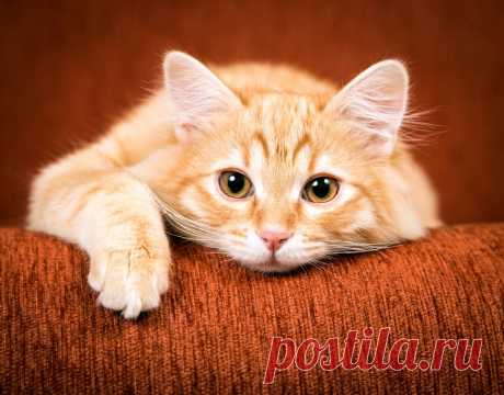 Самые красивые рыжие кошки в мире.