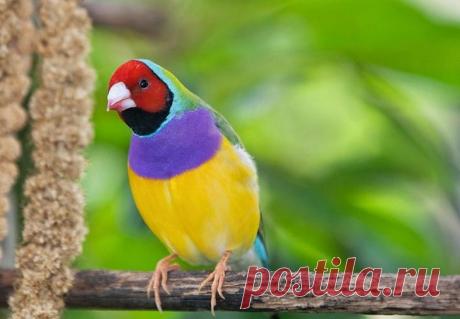 Гульдова амадина-одна из самых ярких и красивых птиц
