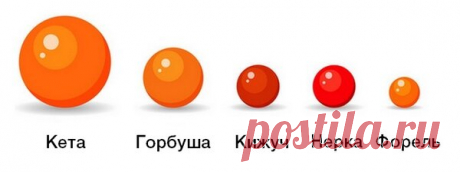 Виды красной икры | Напитки и еда | Яндекс Дзен