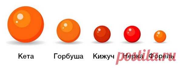 Виды красной икры | Напитки и еда | Яндекс Дзен