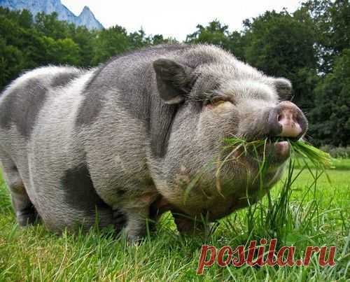 Притча: Мудрая свинья и манеры