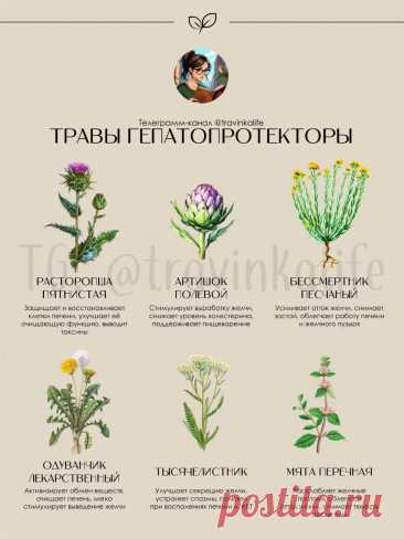 Травы гепатопротекторы