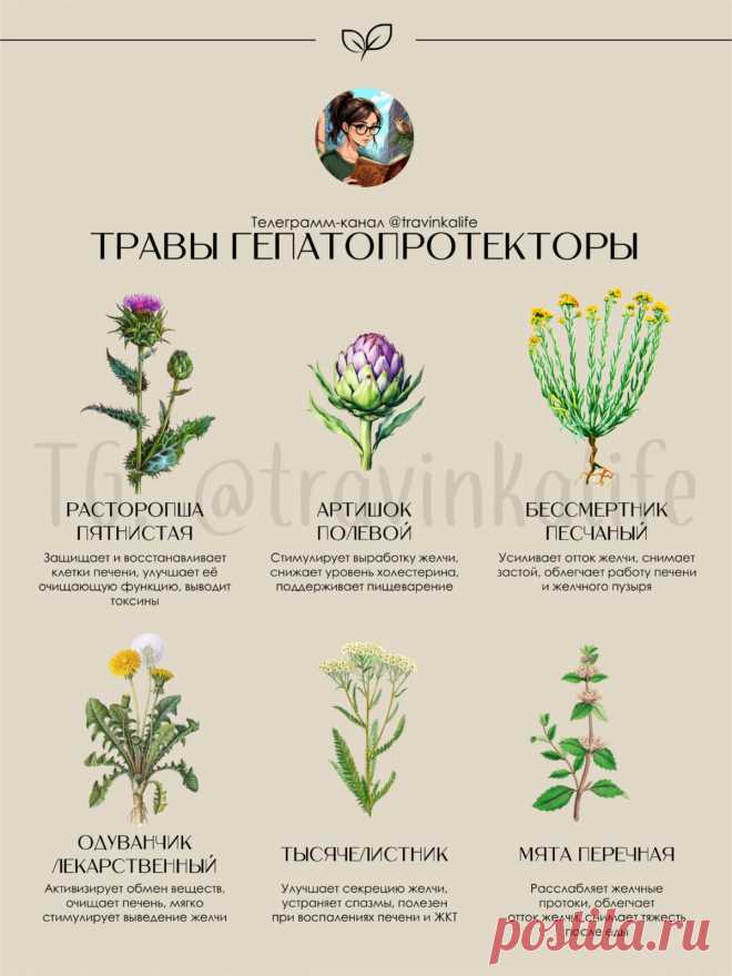 Травы гепатопротекторы