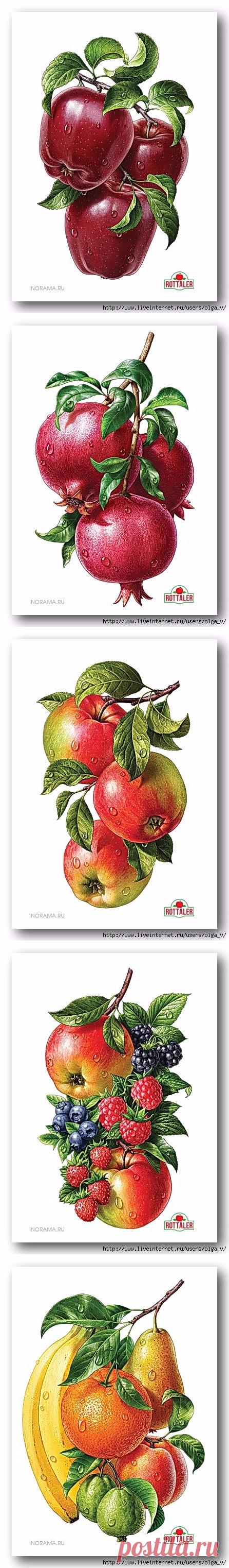 Фрукты, овощи для декупажа.