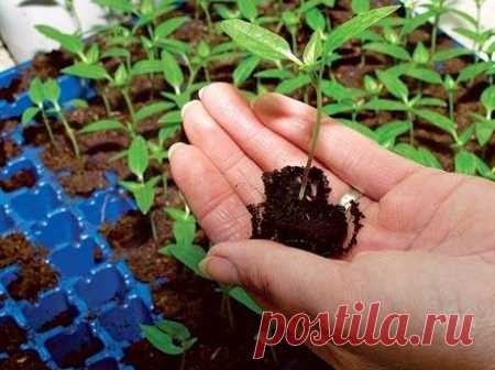 Скорая помощь для рассады 

 
Источник