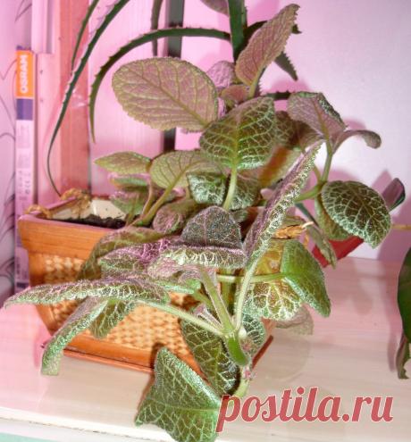 эписция родила маленький бутон