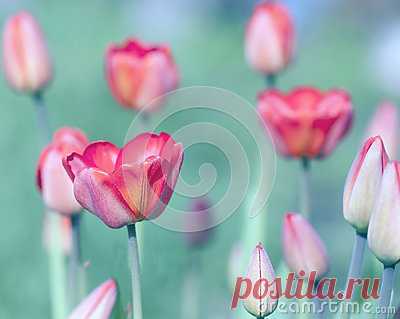 Stock Photos, Royalty-Free Images & Video Footage By Dreamstime Stock Photography