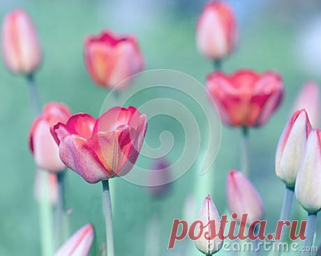 Stock Photos, Royalty-Free Images & Video Footage By Dreamstime Stock Photography