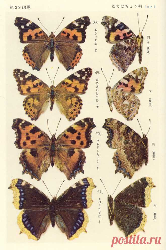 papillon 29
