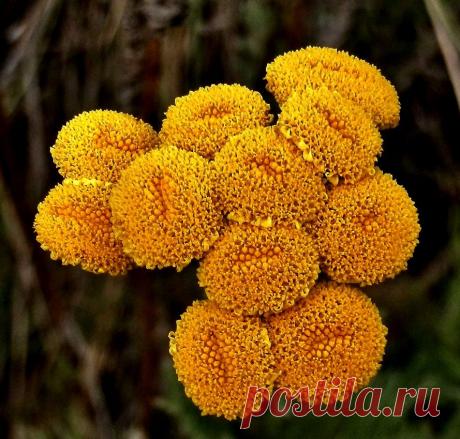 желтые пуговки цветов,пижма
