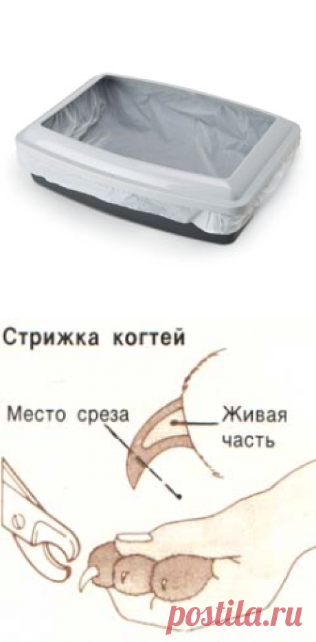Как ухаживать за котенком: 30 советов по уходу для новичков – Муркотэ о кошках и котах