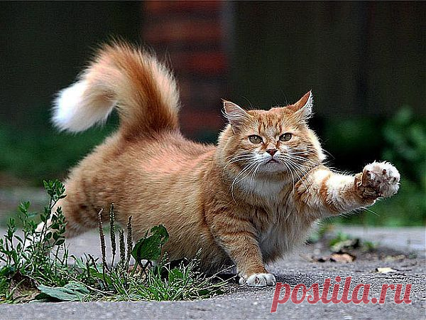 getImage (Изображение JPEG, 640 × 480 пикселов)