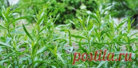 Тархун - волшебная трава | Секреты красоты и здоровья