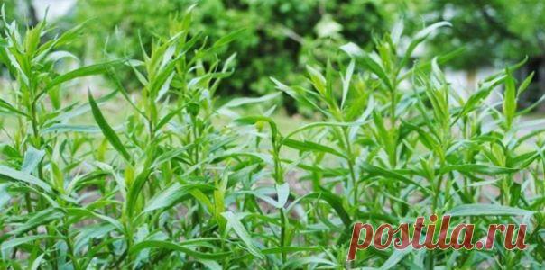 Тархун - волшебная трава | Секреты красоты и здоровья