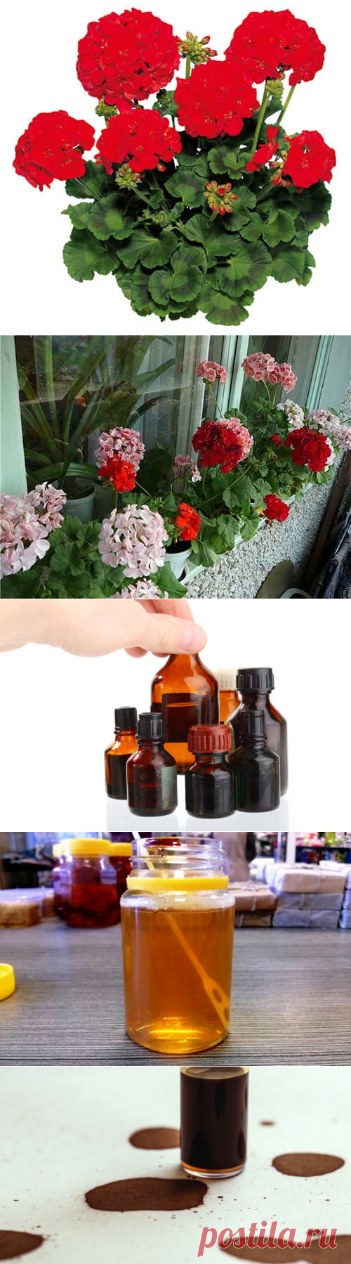 Герань: удобрение неприхотливого растения йодом