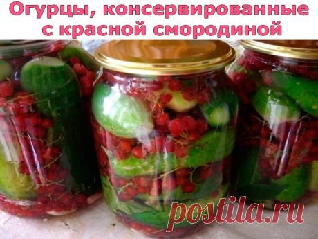 Огурцы, консервированные с красной смородиной | Полезные советы!