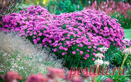 Многолетний садовый цветок Астра (Aster). Травянистый многолетник или полукустарник с прямостоячими стеблями высотой от 30 см до 2 м. Цветки похожи на мелкие ромашки, от 2 до 8 см в диаметре, окраска - всевозможных оттенков от белого до фиолетового и карминно-красного. По срокам цветения делятся на ранние (коней мая - июнь), летние (июль - август) и поздние (конец августа - сентябрь).