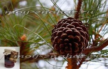 Настойка на сосновых шишках на водке для сосудов: как принимать