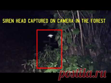 Real Siren head, caught on camera in forest 2021 - YouTube