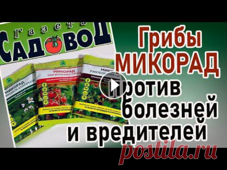 Грибы МИКОРАД против болезней и вредителей Как без химии можно бороться с болезнями и вредителями садовых растений. Что такое препараты МИКОРАД....