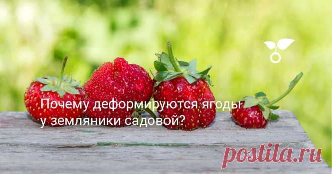 Почему деформируются ягоды у земляники садовой? Причин деформации плодов земляники садовой достаточно много. И если одни из них можно предупредить, то с другими нужно бороться. Главное понимать, что и когда делать.