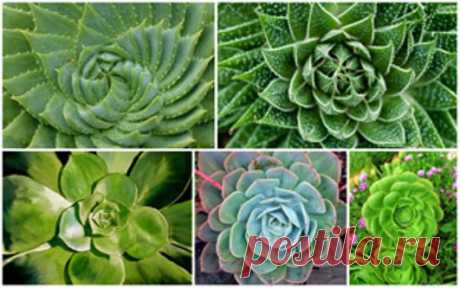 ЦВЕТЫ В НАШЕМ ДОМЕ. СУККУЛЕНТЫ.