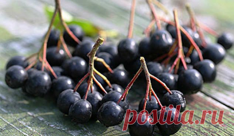 Полезные свойства черноплодной рябины / Будьте здоровы
