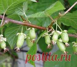 Дачные экзоты - ДАЧНИЦА