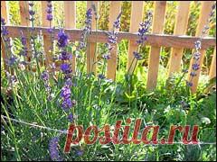 Лаванда в саду