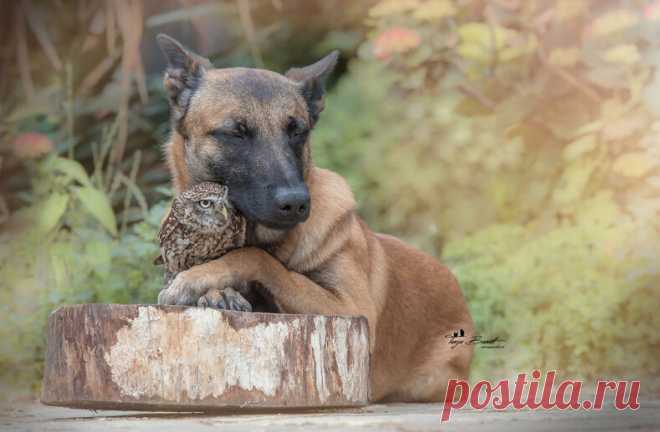 15 фото трогательной дружбы овчарки Инго и крохотной совы Польди (фото, которые никого не оставят равнодушными) — блог туриста Dasha1553 на Туристер.Ру