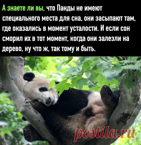 Забавные и интересные факты о животных Можно познакомить детей :))