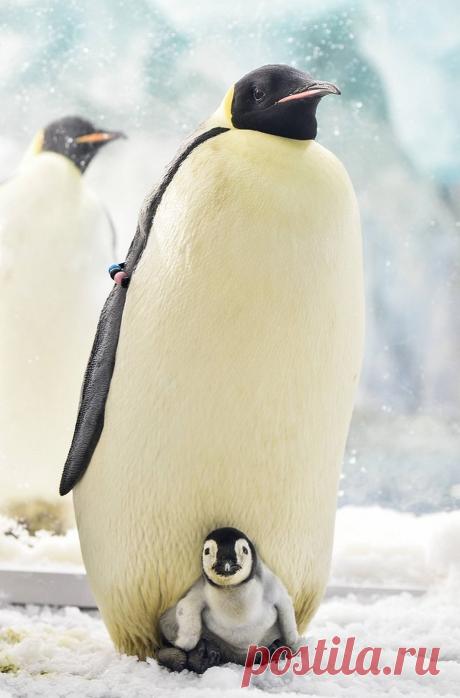 Как «рожают» и выхаживают своих детей пингвины: трогательные фото и удивительные факты - Статьи - Семья - Дети Mail.ru